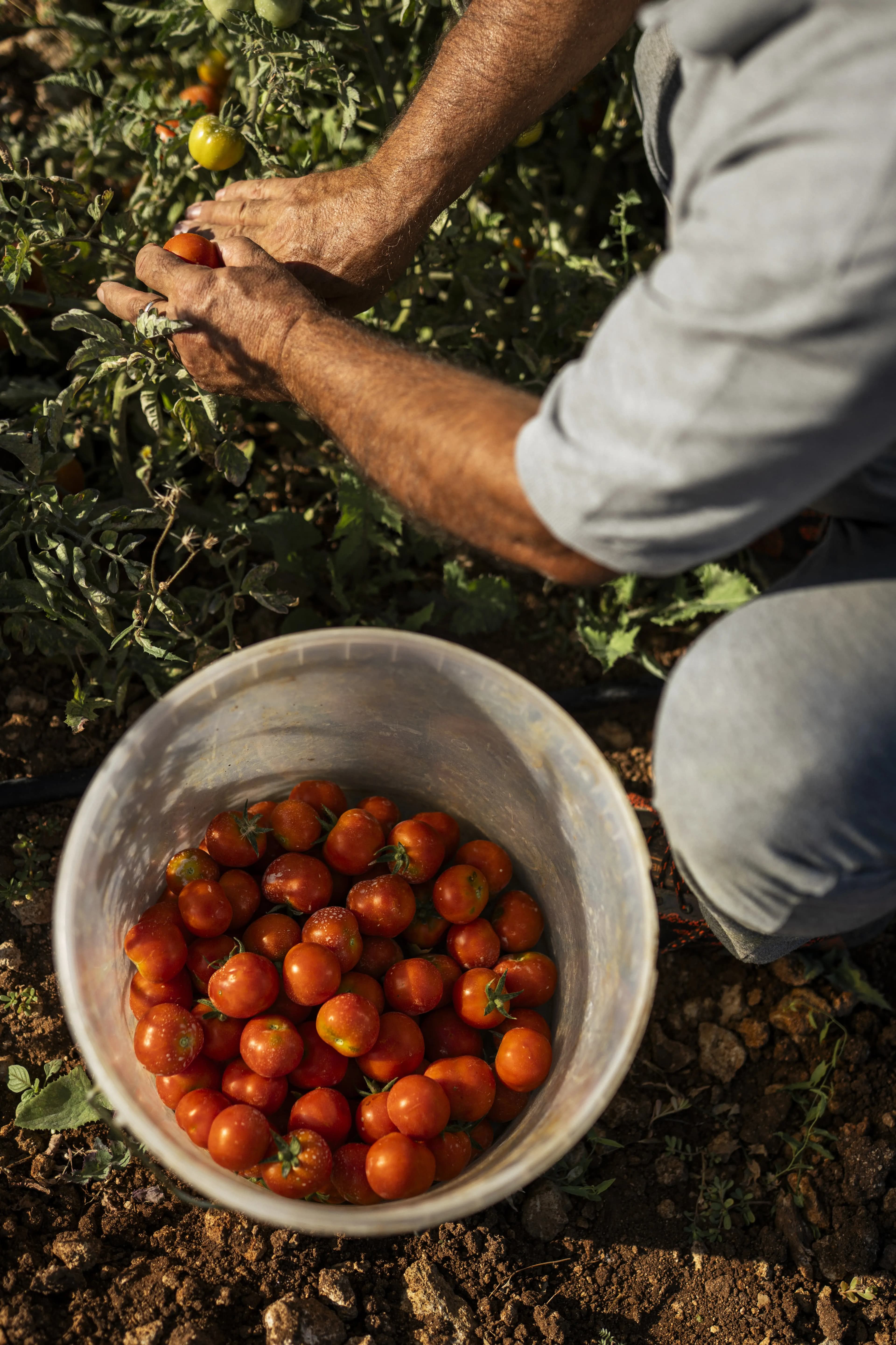 Harvest
